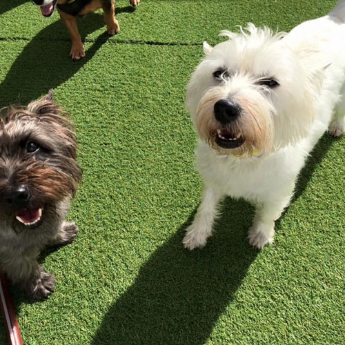 Two smiling dogs stand next to each other outside